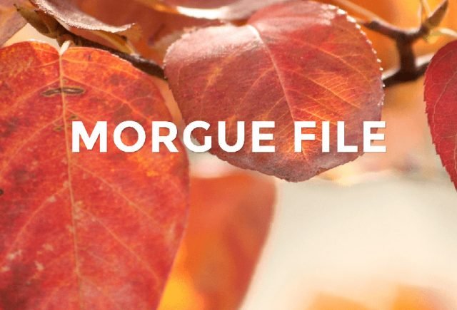 Morgue-File
